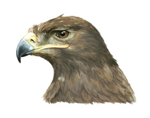 Cartoon eagle - head - illustration for children