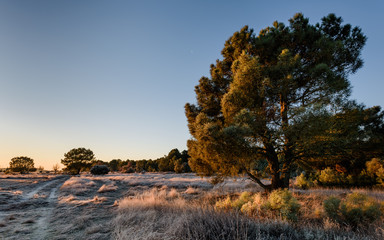 Fototapeta na wymiar Amanecer helado con los primeros rayos de sol acariciando el campo