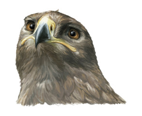 Cartoon eagle - head - illustration for children