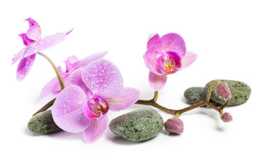 Orchid and spa stones on a white background. Beautiful pink flowers on a branch.