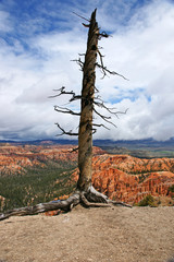 Dead tree in the canyon