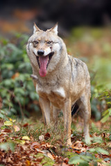 The gray wolf or grey wolf (Canis lupus),wolf with an open mouth