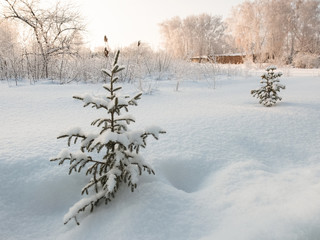 Small pine tree covered with snow
