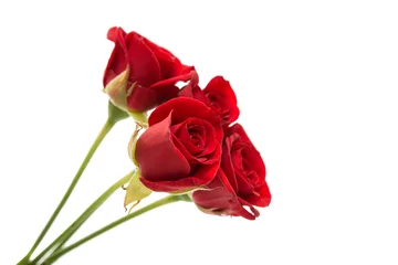 Deurstickers beautiful red rose © ksena32