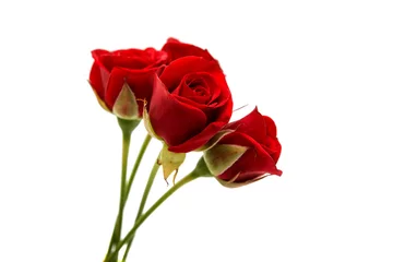 Papier Peint photo Lavable Roses beautiful red rose