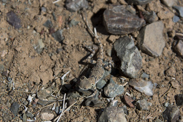 Echse in der Wüste Gobi