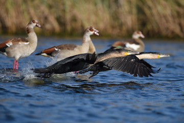two cormorants taking off