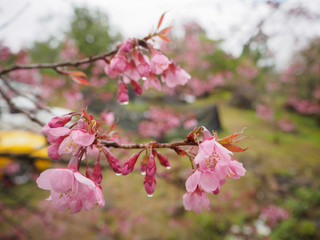 Closeup Cherry