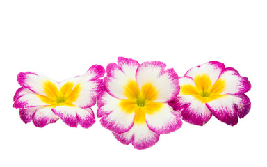 Primrose flower isolated