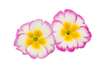 Fototapeta premium Primrose flower isolated
