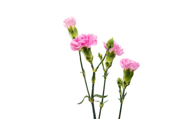 carnation flower isolated