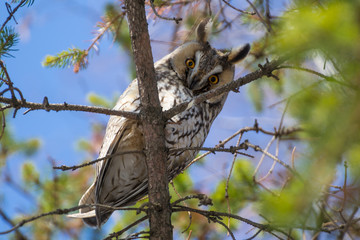 Owl with bright eyes in a tree in the forest. Bird on a branch against the sky.