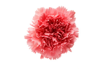 carnation flower isolated