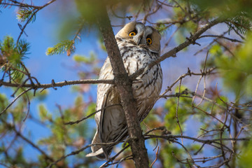 Owl with bright eyes in a tree in the forest. Bird on a branch against the sky.