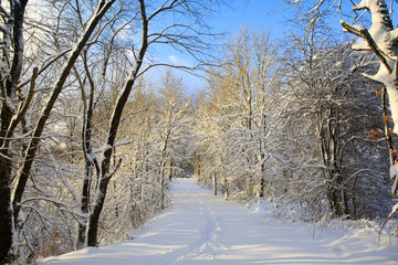 Trees with snow and blue sky.