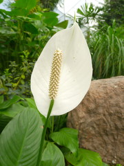 Tropical flower / tropical plant