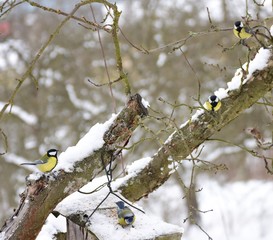 bird in winter 