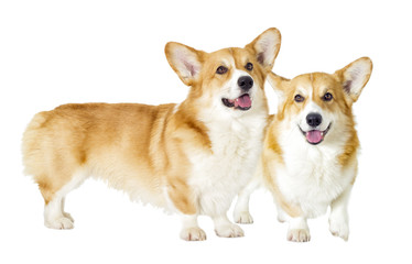 dog on a white background