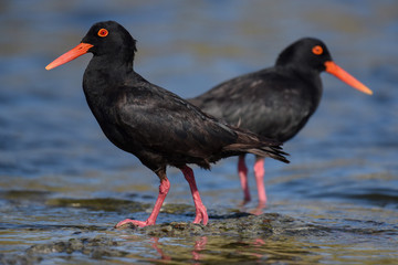 Two oystercatchers