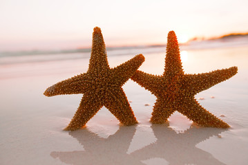Fototapeta na wymiar starfish shell on beach in sunrise light
