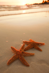 Fototapeta na wymiar starfish shell on beach in sunrise light