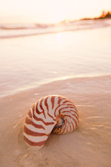 nautilus shell on beach in sunrise light, seascape
