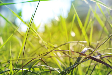Fresh green grass. Natural abstract foliage background in soft focus.