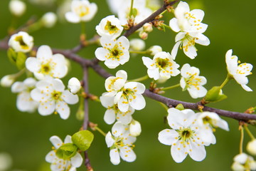 Cherry tree in bloom