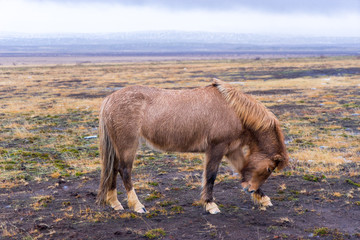 Beautiful Icelandic Horse in Iceland