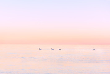 pink quiet expanse of the sea at sunset (sunrise) and swans swim
