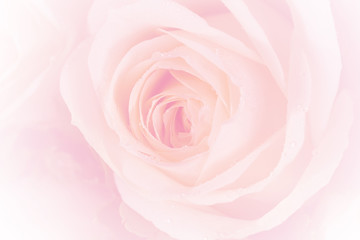 Plakat closeup colorful rose