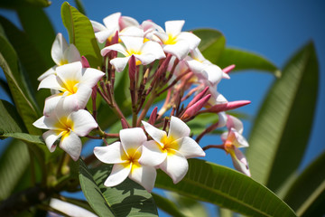 Peach and Yellow Plumeria