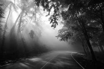 Obraz premium Sun rays through trees and curve road