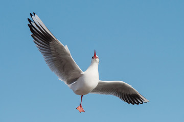 Black-headed Gull, Chroicocephalus ridibundus