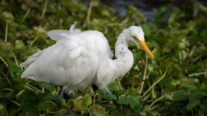 White heron