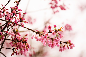 Thai sakura