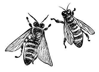 Hand drawn bees. Vector graphic illustration.