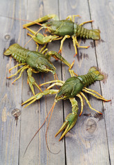 Live crayfish on a wooden surface of a table, top view