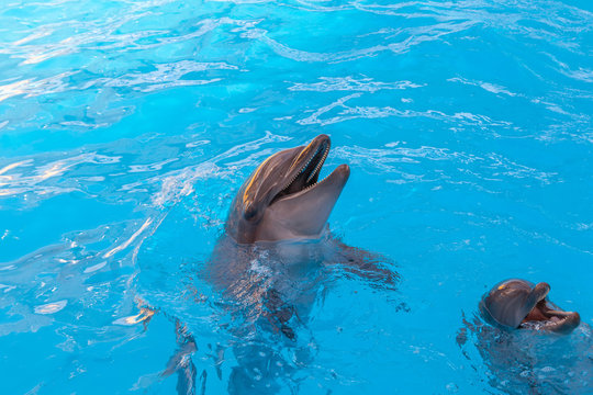 show with dolphins in the Dolphinarium