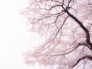 淡い曇り空に広がる桜の花 Cherry tree blossoms blooming under the faint cloudy sky