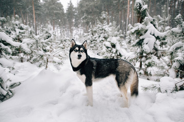 Beautiful Siberian Husky dog walking in snowy winter pine forest