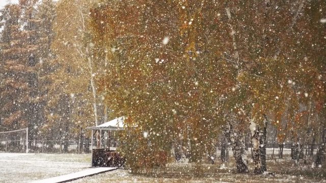 First autumn snowfall. Snow is falling on autumn trees.