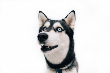 Husky dog on a white background winter. Portrait of Husky dog