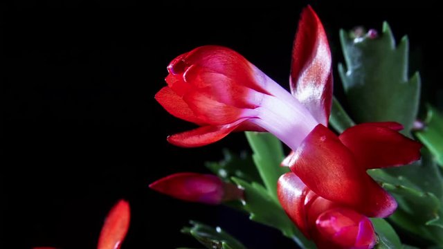 Time lapse of Schlumbergera cactus flowering on black background