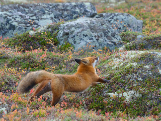 Fox in the tundra in the fall.