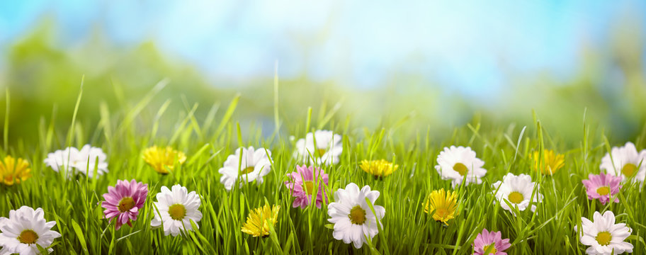 Spring flower in the meadow © powerstock