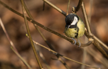 Obraz na płótnie Canvas British wild birds