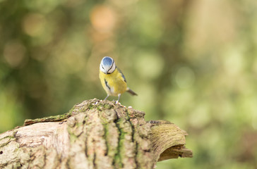 British wild birds