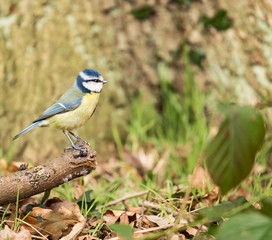 British wild birds