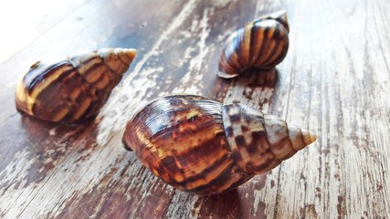 Snail on wood background